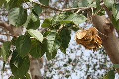 Holoptelea integrifolia